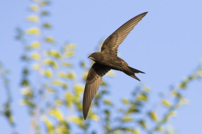 A common Swift (Apus apus) in flight. Picture credit: Adobe Stock/Mircea Costina.