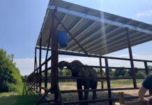 SIG Roofing provides elephant shelter support